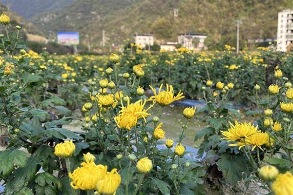 菊花在什么温度下会冻死，温度降至零下10℃时根系会枯死