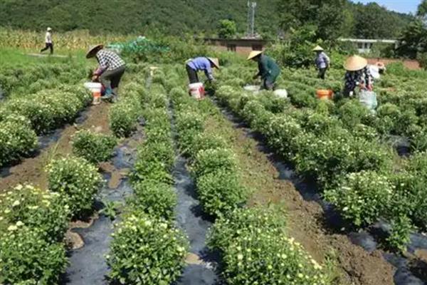 菊花在什么温度下会冻死，温度降至零下10℃时根系会枯死