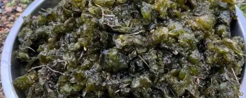 无法人工种植地皮菜的原因，并非提供某种设施就能满足生长条件