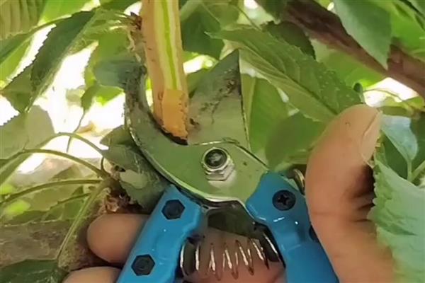 夏季如何修剪樱桃，剪除密集的枝条可提高透光性和透气性