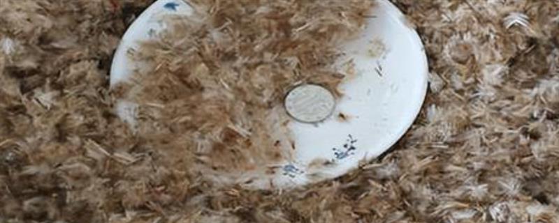 勋章花种子要泡水吗，勋章花种子需要泡水