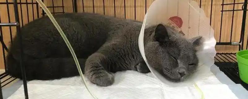 猫咪拉稀的原因，可能是消化不良所致