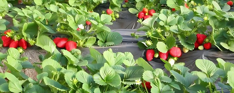 草莓怎么种植，种植季节为春季或者秋季