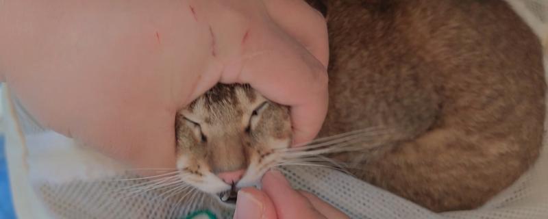 猫蛔虫会不会传染，可以感染给其他的猫咪