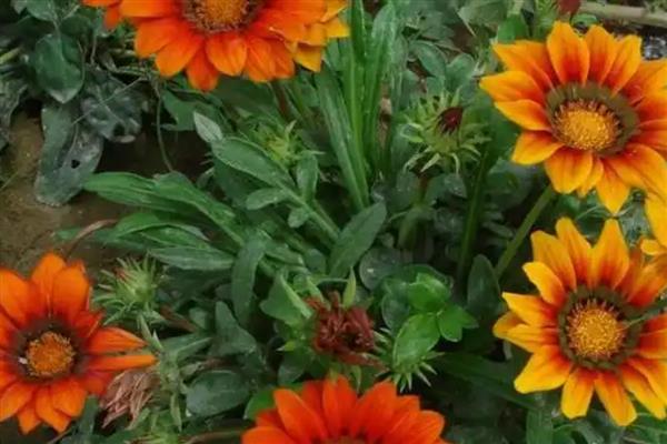 勋章花种子要泡水吗，勋章花种子需要泡水