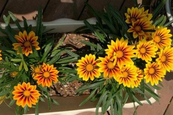 勋章花种子要泡水吗，勋章花种子需要泡水