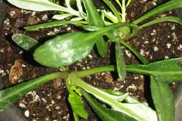 勋章花种子要泡水吗，勋章花种子需要泡水