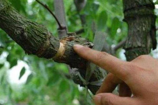 防治苹果病害的关键，是增强树势