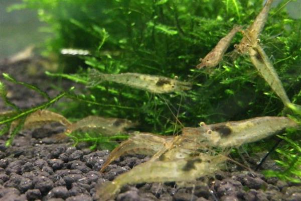 避免黑壳虾死亡的方法，提供躲藏物可防止它被鱼类捕食