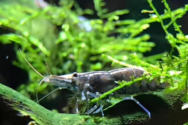 避免黑壳虾死亡的方法，提供躲藏物可防止它被鱼类捕食
