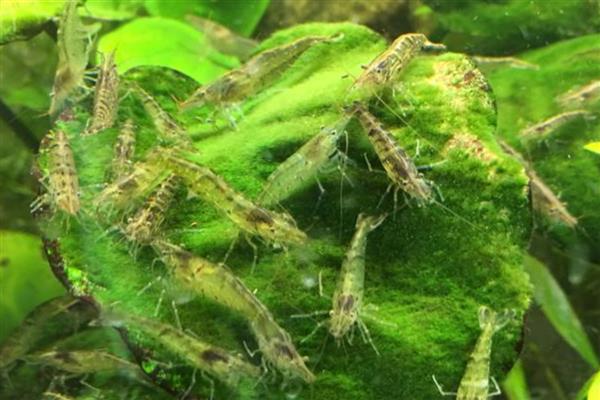 避免黑壳虾死亡的方法，提供躲藏物可防止它被鱼类捕食