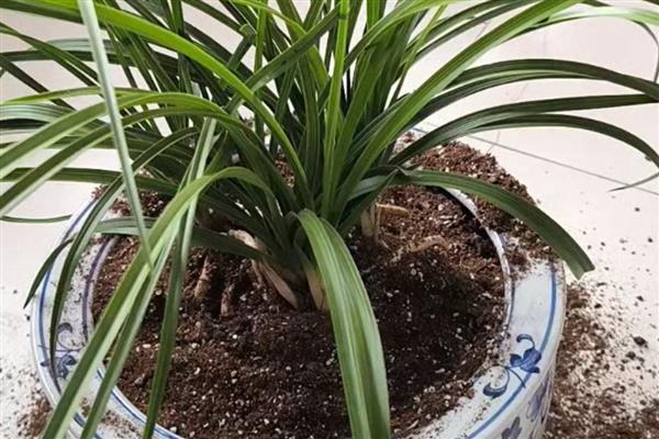 兰花叶尖枯黄的原因，可能是缺水或温度过低所致