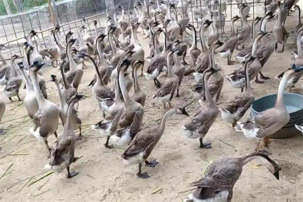 鹅感冒的症状，具有体温上升、呼吸困难、食欲不振等表现