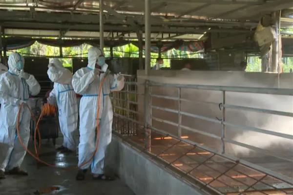 鹅感冒的症状，具有体温上升、呼吸困难、食欲不振等表现