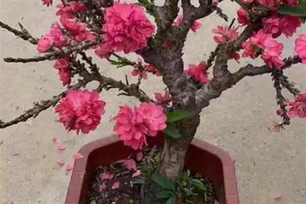 盆栽桃花的养护要点，开花后及时去掉残花