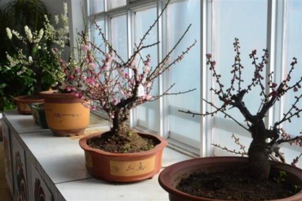 盆栽桃花的养护要点，开花后及时去掉残花