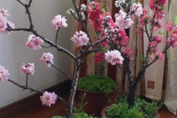 盆栽桃花的养护要点，开花后及时去掉残花