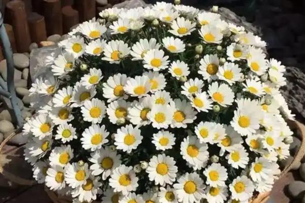 春季如何养护雏菊，每隔半个月追施一次复合肥