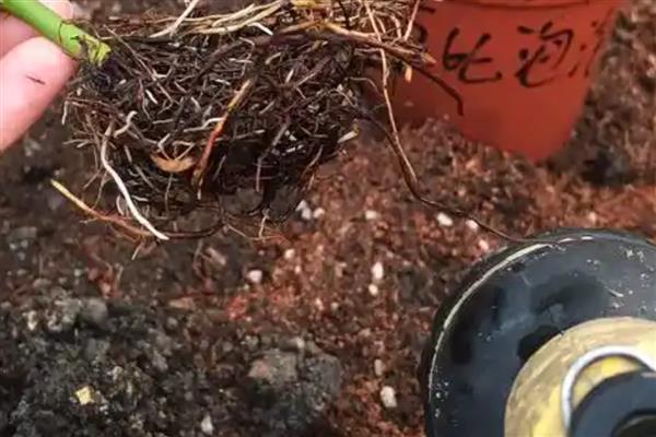 春季如何养护雏菊，每隔半个月追施一次复合肥