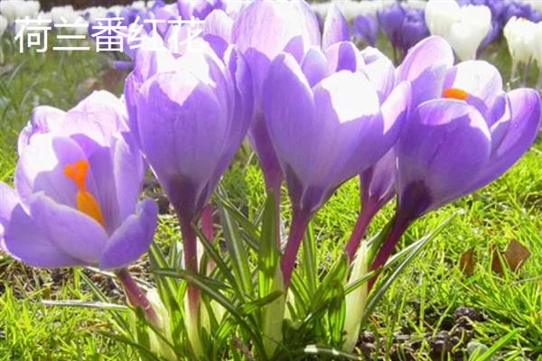 藏红花产于哪里，我国西藏、北京等地方有产出