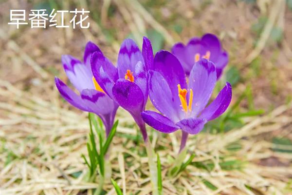 藏红花产于哪里，我国西藏、北京等地方有产出