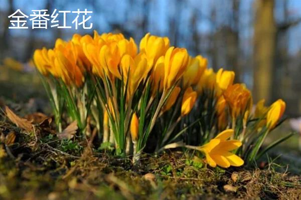 藏红花产于哪里，我国西藏、北京等地方有产出