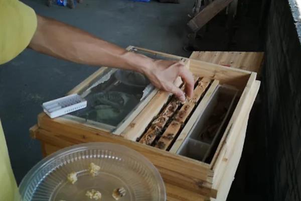 蜂群死了蜂王该怎么办，可介入新王