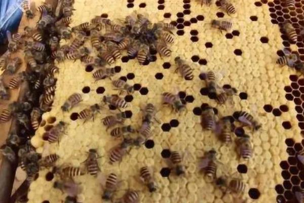 蜂群死了蜂王该怎么办，可介入新王
