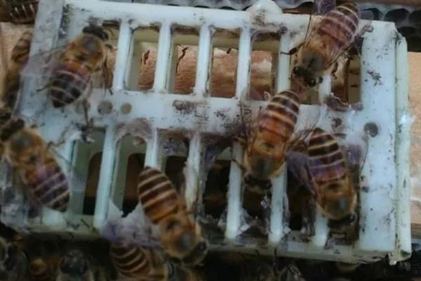 蜂群死了蜂王该怎么办，可介入新王