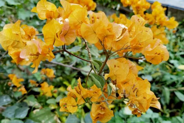 巴西紫三角梅是否勤花，花期持续时间长且开花量大