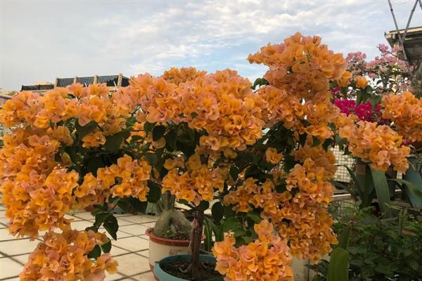 巴西紫三角梅是否勤花，花期持续时间长且开花量大