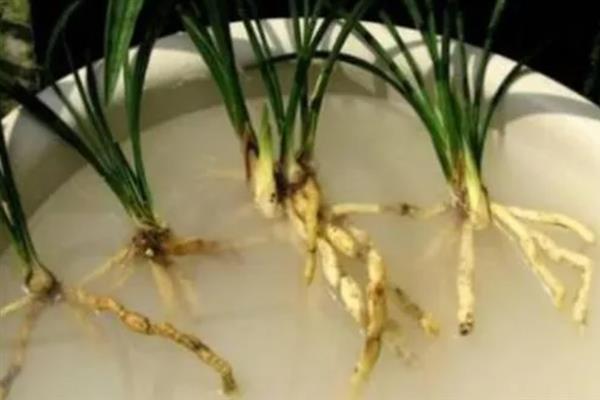 蕙兰的浇水方法，冬季每隔半个月浇一次