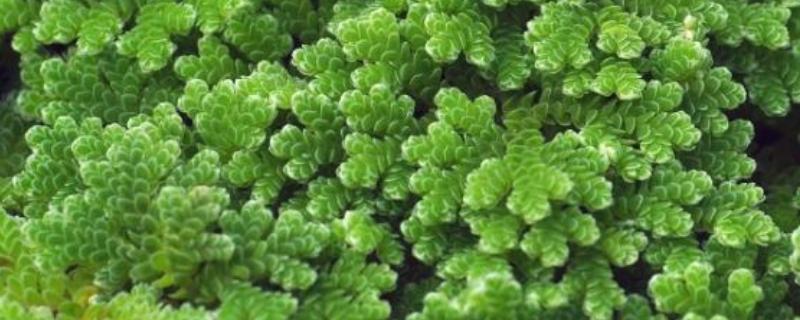 满江红植物的简介，是满江红科里面的蕨类植物