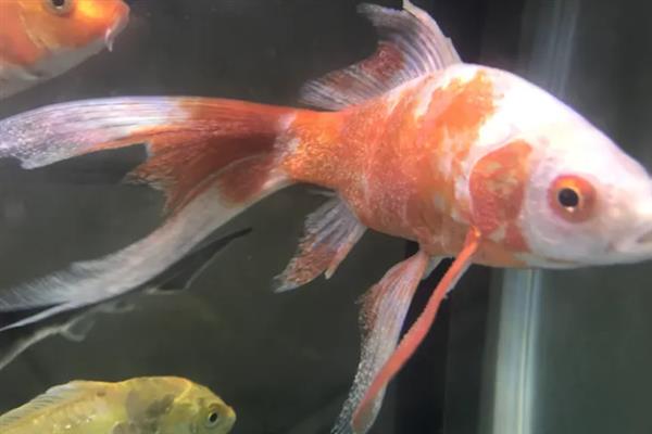 鱼身上有黑点如何解决，水质差需每隔1周换一次水
