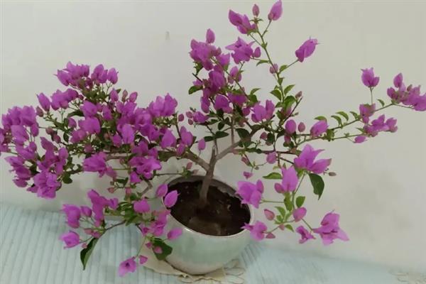 巴西紫三角梅是否勤花，花期持续时间长且开花量大