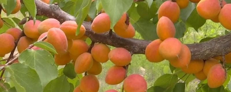 大扁杏的施肥方法，常用以下4种方式