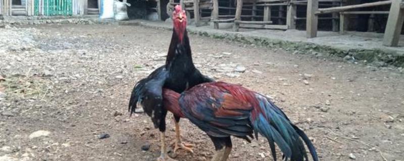 斗鸡怎么养殖，每天需训斗2小时