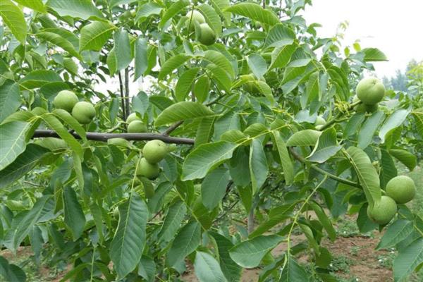 种植核桃的条件，年日照时长需达到2000小时