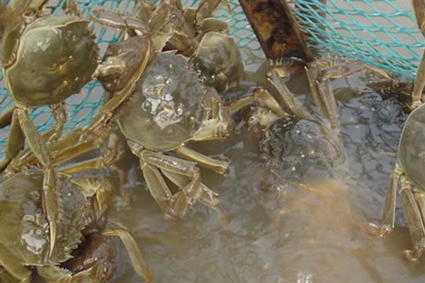东北河蟹的养殖方法，放养前用4%的食盐水消毒