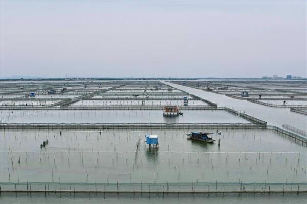 东北河蟹的养殖方法，放养前用4%的食盐水消毒
