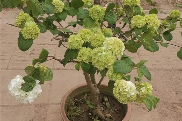 绣球荚蒾的花期是什么时候，在每年4-5月