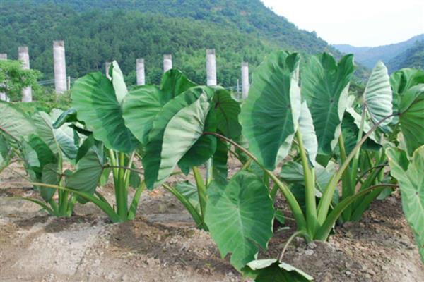 怎么防治芋头疫病，增施磷钾肥可提高抗病性