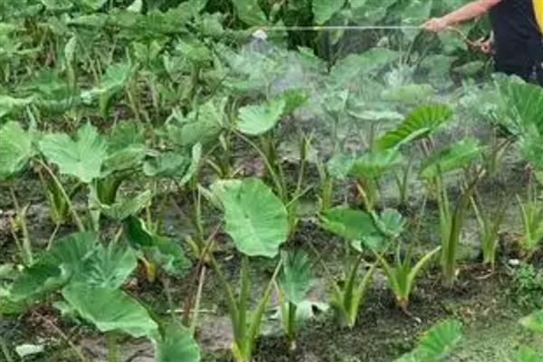 怎么防治芋头疫病，增施磷钾肥可提高抗病性