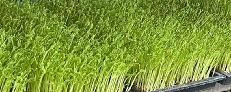 芽苗菜如何种植，播种前需浸种催芽处理