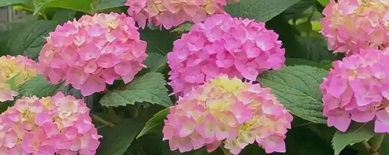绣球花的过冬方法，将室温控制在10-15℃以上