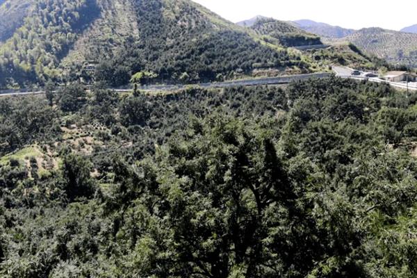 香榧的产地，主产于浙江、福建、江西等省份