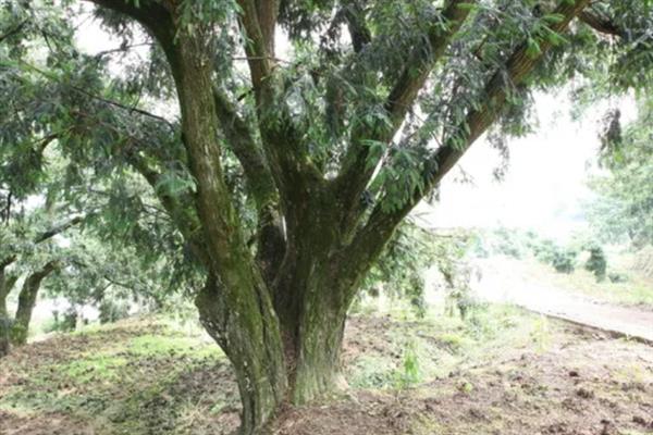 香榧的产地，主产于浙江、福建、江西等省份