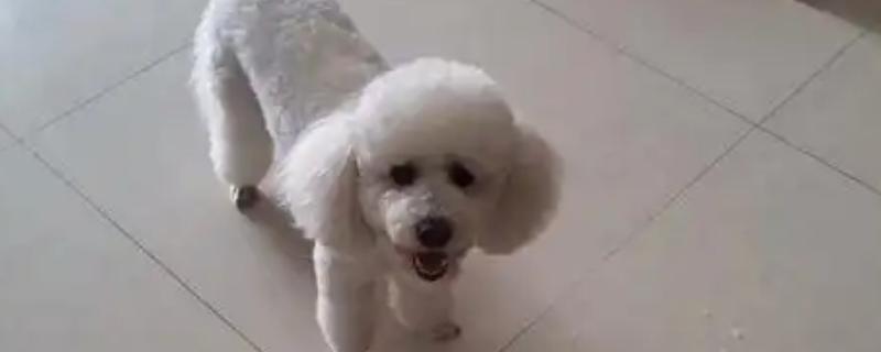 贵宾犬有什么优点，聪明活泼、掉毛少、体味小