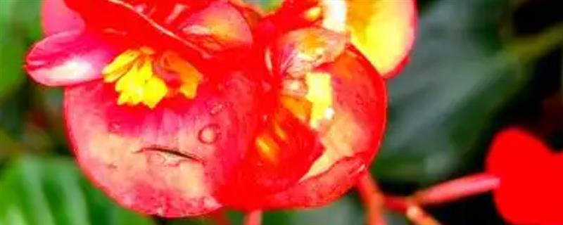 玻璃翠的花期，大多是每年6-10月份