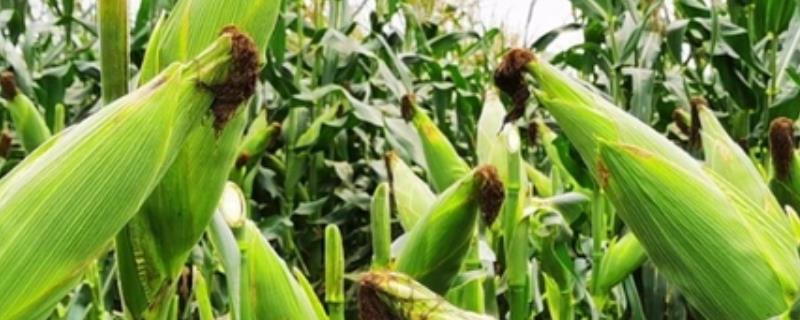玉米怎么种植，可以在每年的春秋季节进行